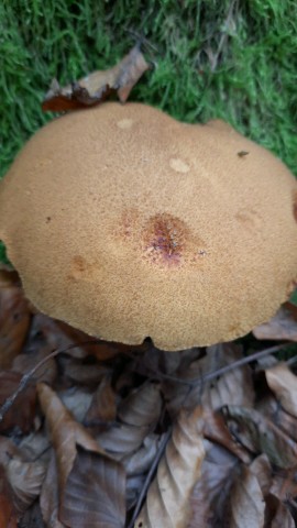 Suillus variegatus