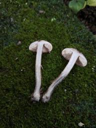 Lepiota fuscovinacea