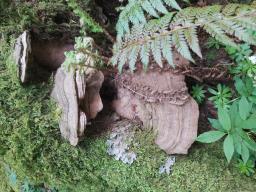 Ganoderma applanatum