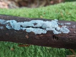 Ceratiomyxa fruticulosa