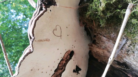 Ganoderma applanatum