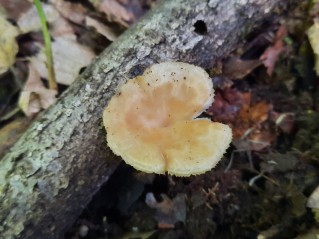 Polyporus tuberaster
