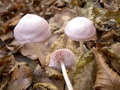 Mycena rosea