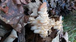 Hericium coralloides