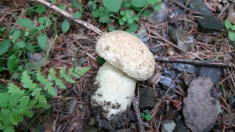 Gyroporus cyanescens