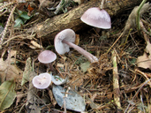 Mycena pura