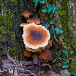 Cyclocybe cylindracea