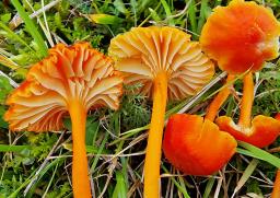 Hygrocybe cantharellus