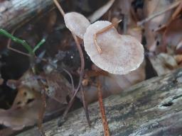 Tubaria conspersa