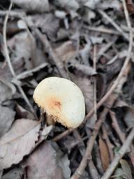 Flammulina elastica