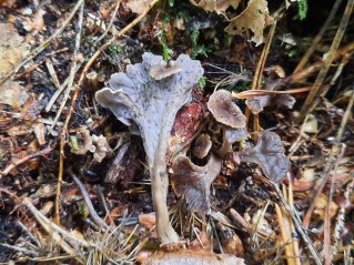 Craterellus undulatus