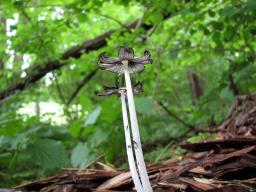 Coprinopsis lagopus