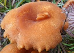 Laccaria bicolor