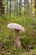 Hygrophorus erubescens