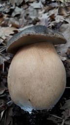 Boletus aereus