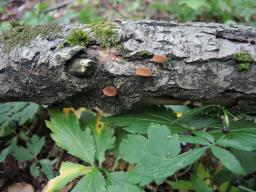 Phaeomarasmius erinaceus