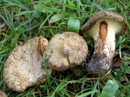 Paxillus rubicundulus