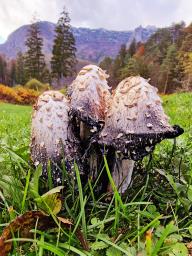 Coprinus comatus