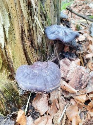 Ganoderma carnosum