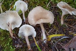 Infundibulicybe trulliformis
