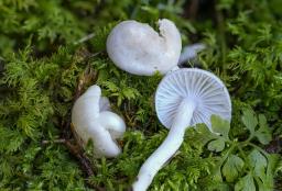 Hygrophorus hyacinthinus