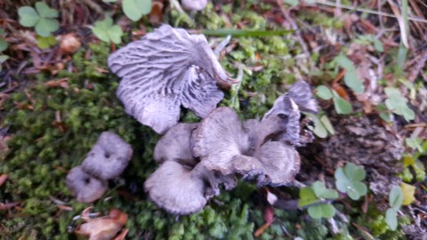 Cantharellus cinereus