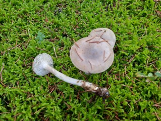 Hygrophorus agathosmus