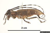 Monochamus galloprovincialis