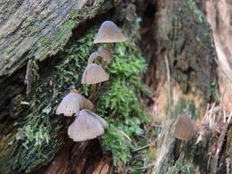 Mycena stipata