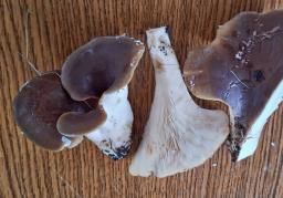 Hohenbuehelia petaloides