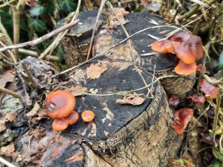Flammulina velutipes