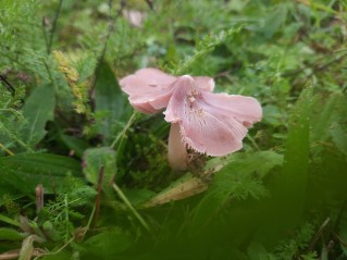 Porpolomopsis calyptriformis