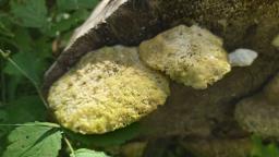 Trametes suaveolens