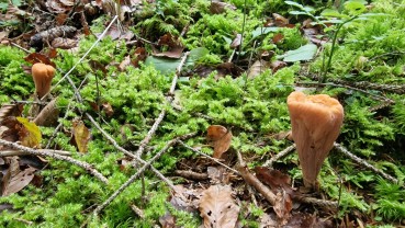 Clavariadelphus truncatus