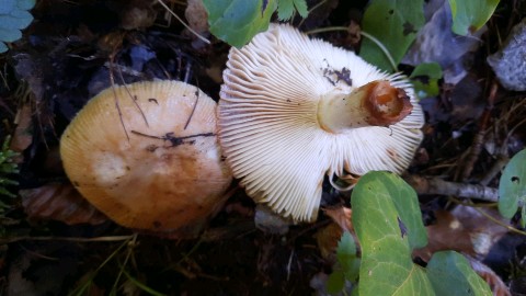 Russula subfoetens