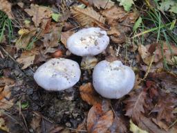 Cortinarius eucaerulescens