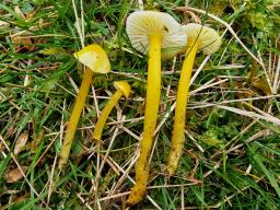 Hygrocybe glutinipes var. glutinipes