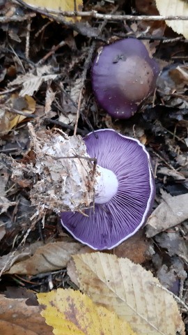 Collybia nuda
