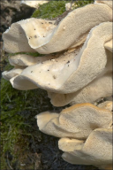 Trametes pubescens