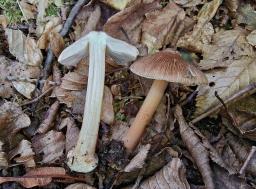 Inocybe asterospora
