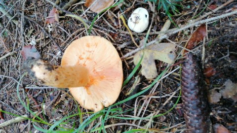 Lactarius salmonicolor