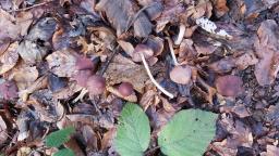 Psathyrella bipellis