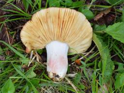 Russula maculata