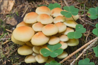 Hypholoma fasciculare