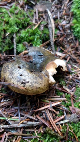 Lactarius turpis