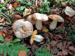 Hemileccinum impolitum