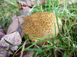 Scleroderma citrinum