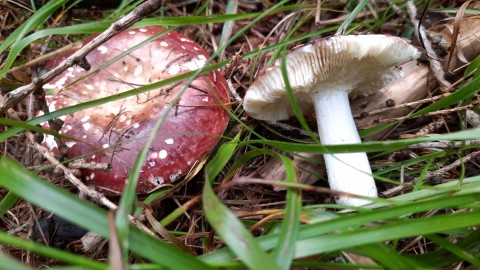 Russula integra