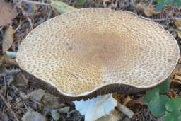 Agaricus augustus