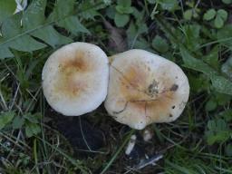 Pholiota lubrica